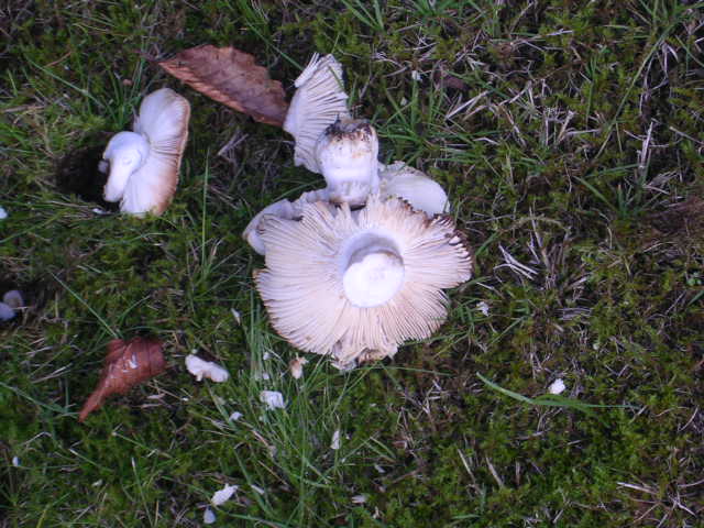 fungus1.jpg